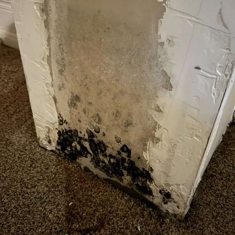 Professional Mold Removal in Capac, MI